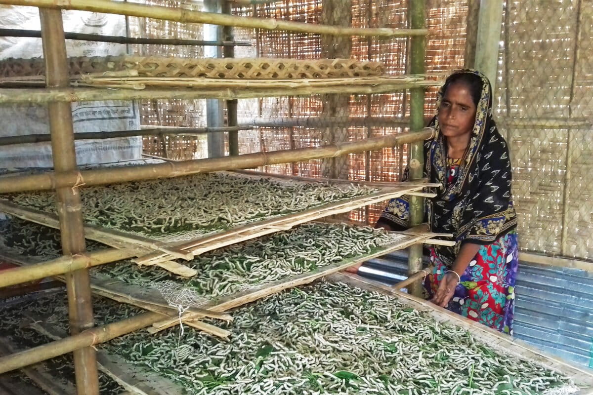 Extreme temperatures and erratic weather disrupt Bangladesh&rsquo;s famous Rajshahi silk industry